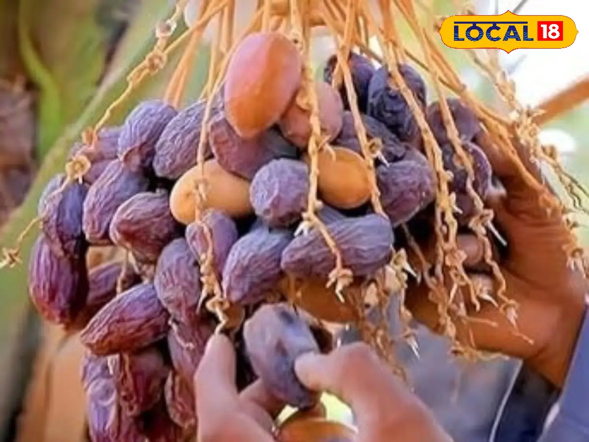 Varieties of Dates (বিভিন্ন ধরণের খেজুর)